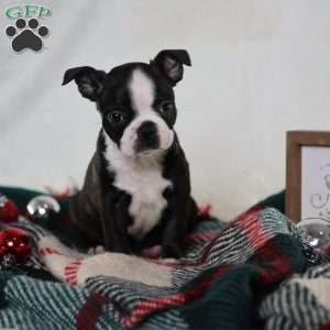 Derby, Boston Terrier Puppy